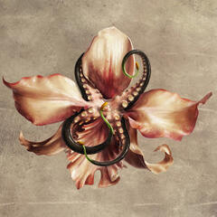a pale pink orchid, with black tentacles for stamen